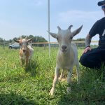 Two young goats, in a fenced enclosure with a person in a PETA shirt crouching in background.