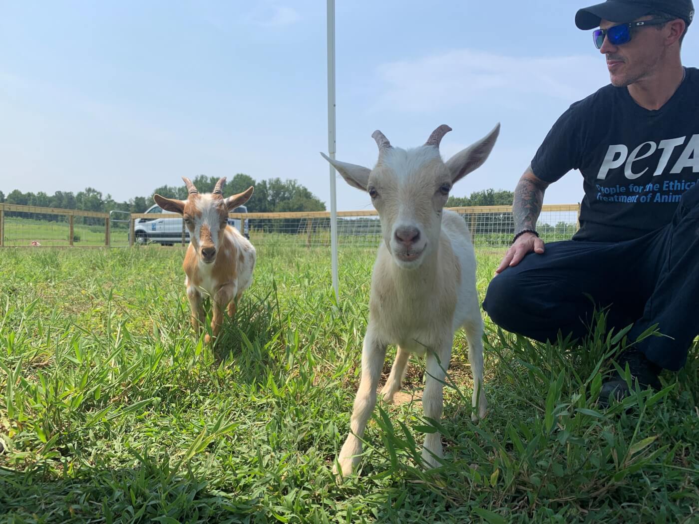 Two young goats, in a fenced enclosure with a person in a PETA shirt crouching in background.