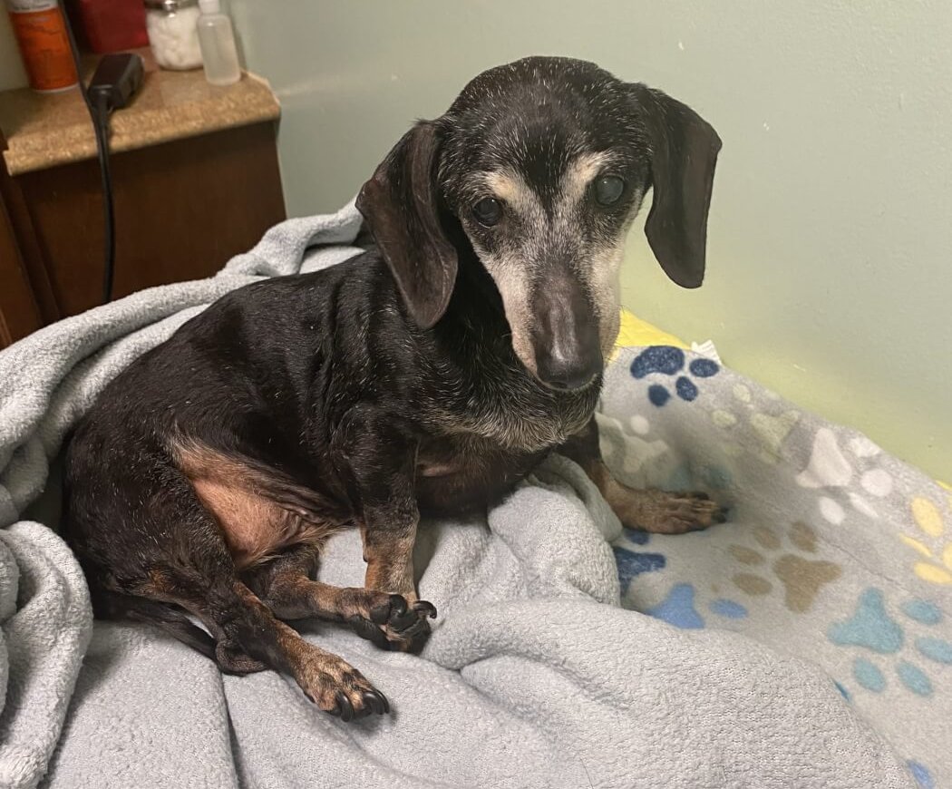 A small dog on a blanket.