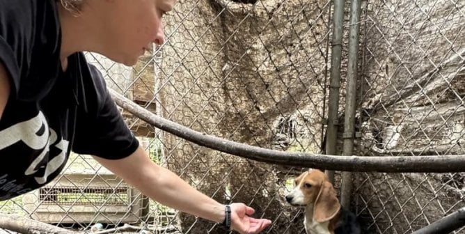 A PETA worker offers a hand to a small dog, displaying fear and hiding in the corner of their fenced enclosure.