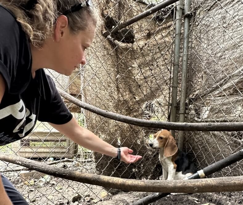 A PETA worker offers a hand to a small dog, displaying fear and hiding in the corner of their fenced enclosure.