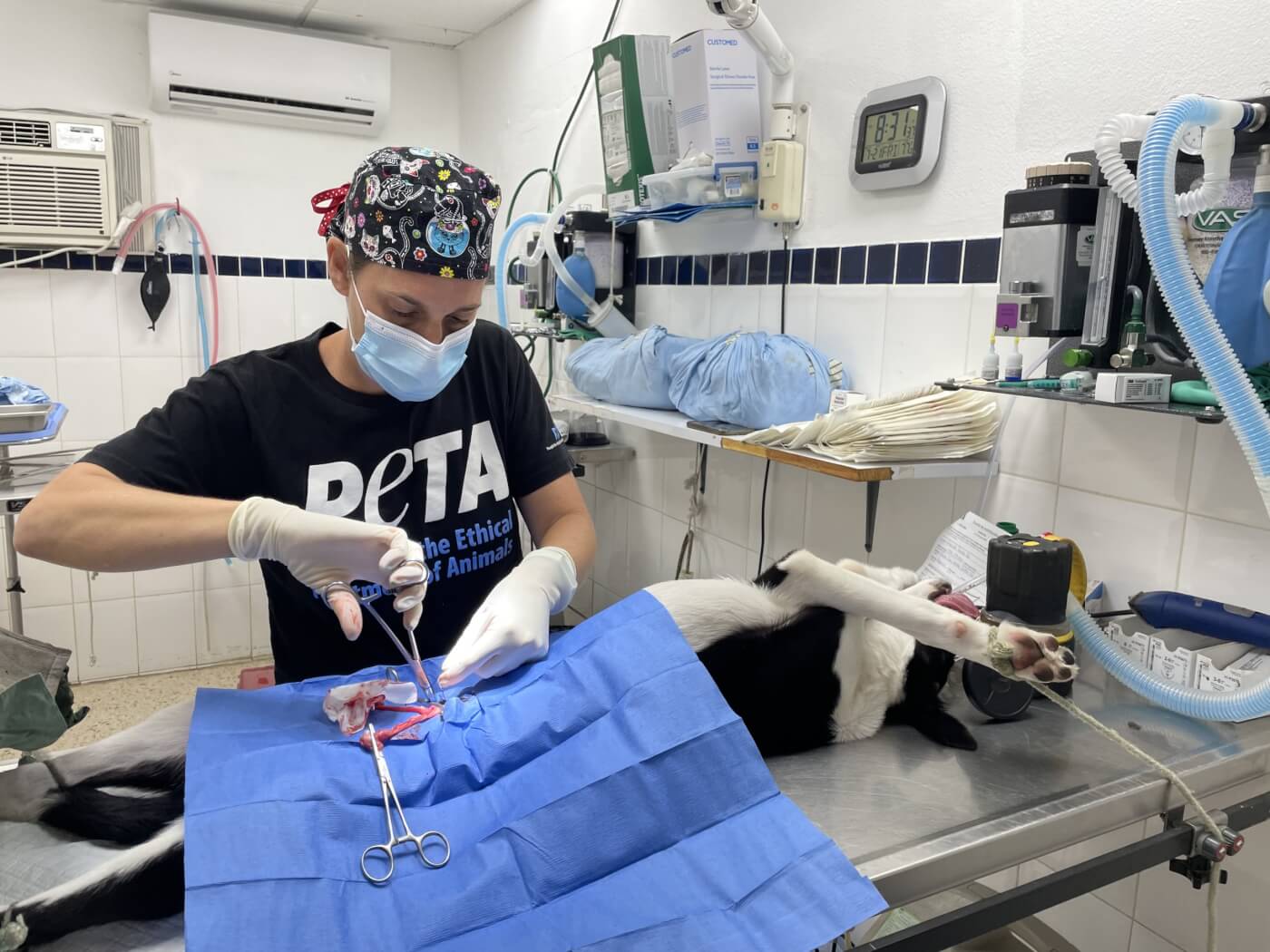 A PETA veterinary surgeon in the operating room, performing surgery on an anesthetized dog.