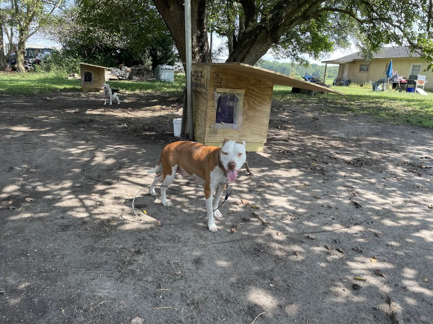Bella, after. The trash is all gone, her chain has been replaced with a light metal tether, and her dog house has been replaced with a new plywood construction.
