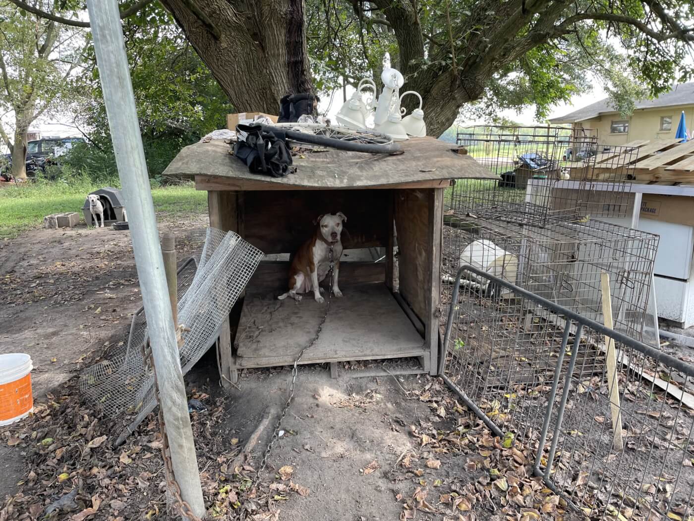 Bella, before.  A dog is chained to a post, inside a sagging dog kennel built of wooden planks.  Hazardous trash appears to be littered within a walking radius of the outer pole.