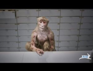 CGI spot screenshot ‘Too Graphic’: TV Stations Block Tame PETA CGI Spot Aimed at Monkey Laboratories