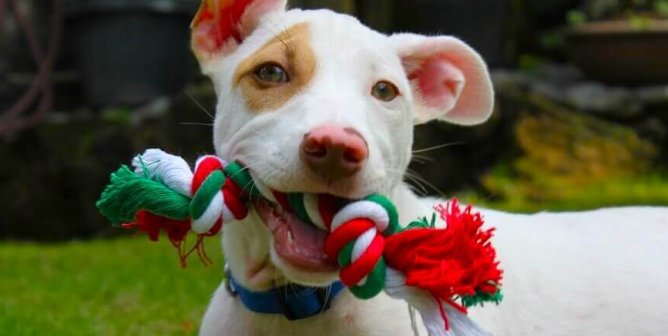 dog with toy in their mouth