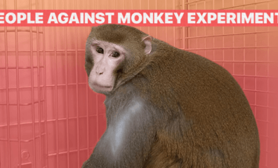 What’s the Best Way to Stay up to Date on Helping Our Fellow Primates? Follow This Page!