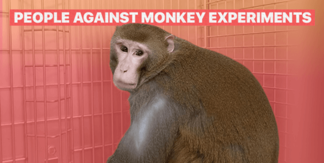 What’s the Best Way to Stay up to Date on Helping Our Fellow Primates? Follow This Page!