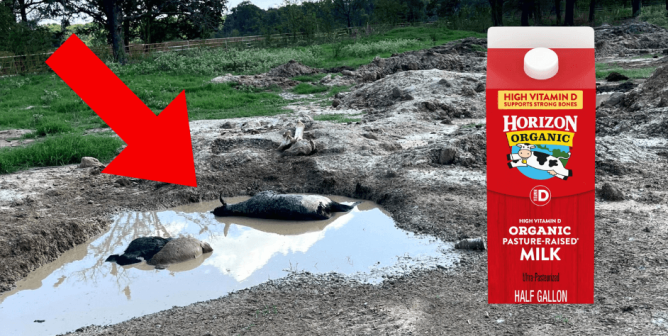 Cows floating in pit next to horizon organic milk