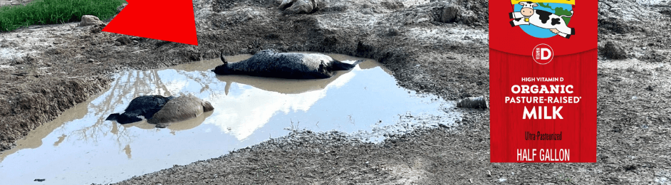 Cows floating in pit next to horizon organic milk