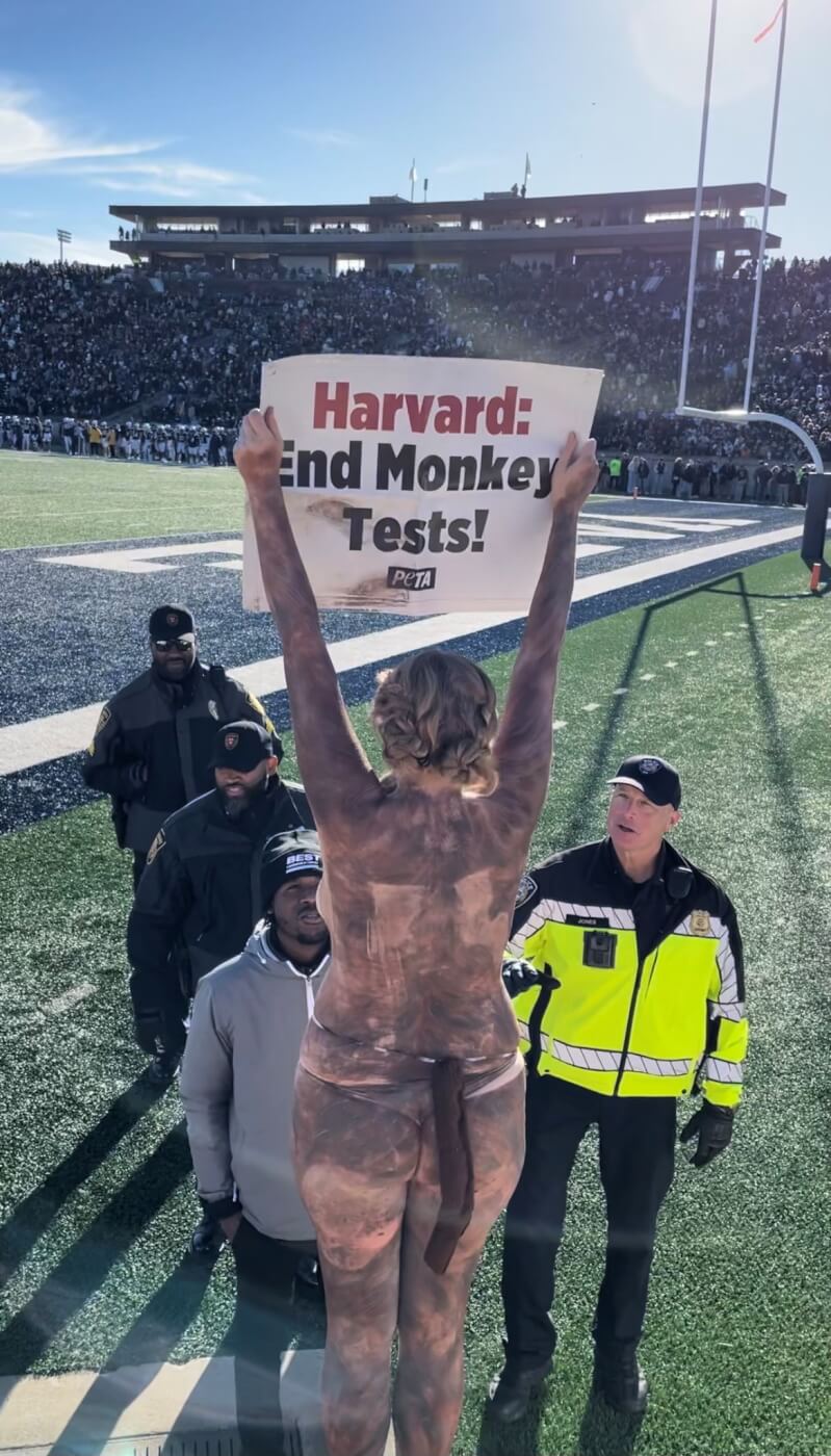 Harvard Demo 1 VIDEO: Nude PETA ‘Monkeys’ Crash Harvard-Yale Football Rivalry to Protest Monkey Experiments