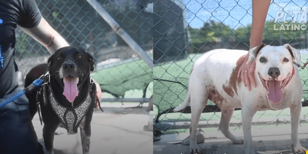 kal and abigail were chained dogs rescued from a backyard in cancun
