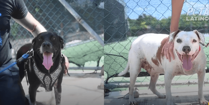 kal and abigail were rescued from a backyard in cancun