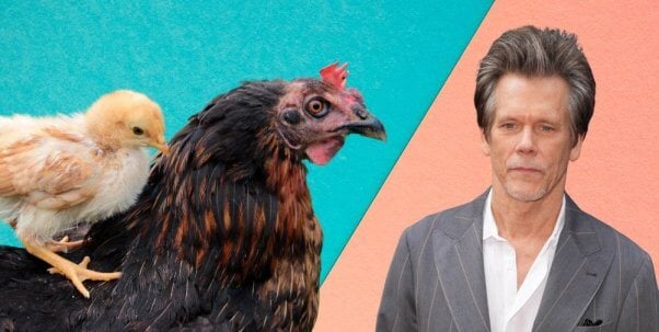 Kevin Bacon next to chick on a chicken