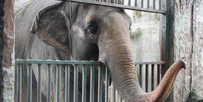 Mali the Elephant reaching out trunk