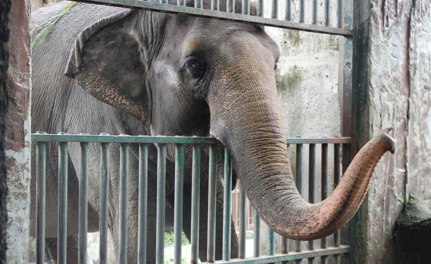 Mali the Elephant reaching out trunk