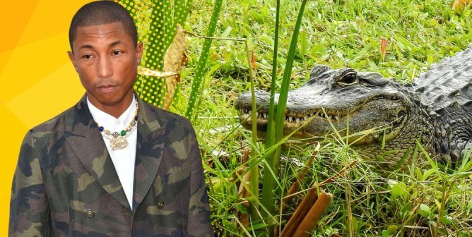 Pharrell Williams and alligator in Florida everglades
