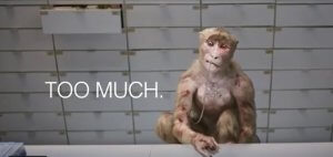 Too Much Monkey Ad ‘Too Much!’: New PETA CGI Ad Aimed at UW-Madison Primate Center to Air Locally