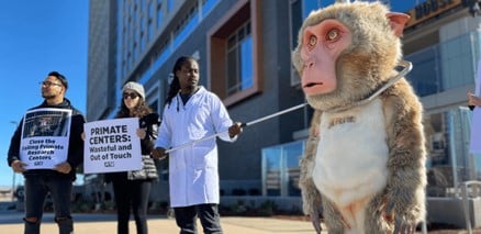 UW Giant Monkey Demo Giant ‘Monkey’ to Demand Primate Lab’s Closure at Apple Cup