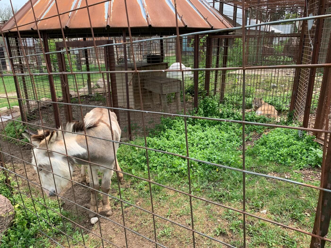 a donkey kept in an enclosure neighboring that of a bobcat at Animal Haven Zoo, making both animals stressed for predator and prey reasons