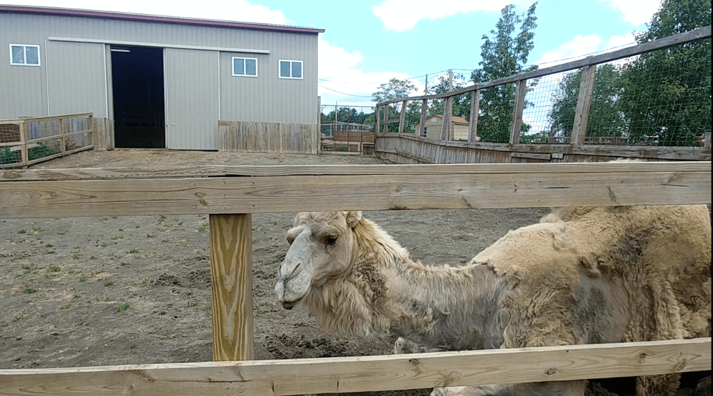 camel in a barren enclosure at Animal Adventure Park