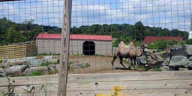 camel in a tiny enclosure, as an example of how hoofed animals suffer at roadside zoos