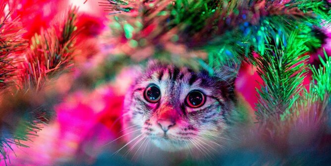 Can Holiday Decorations Harm Animals? 12 Animal-Friendly Decor Tips