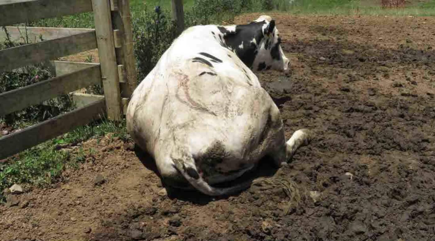 Cow laying in pasture with respiratory distress