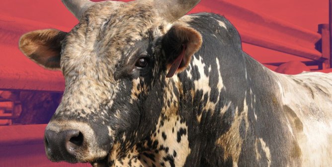 San Diego Padres Plan to Host a Violent Rodeo—Take Action Now!