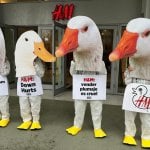 In front of an H&M store. humans holding large photo cutouts of live duck heads in front of their faces. they hold signs reading, in order, "H&M profits from animal abuse", "H&M down hurts" and "H&M: selling feathers is cruel", the latter being in swedish.