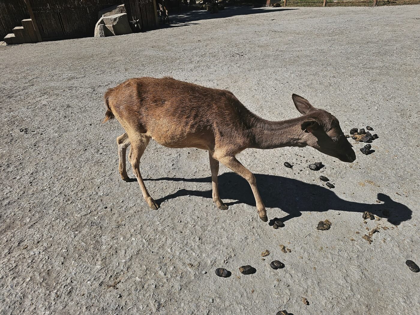 severely thin elk at a roadside zoo