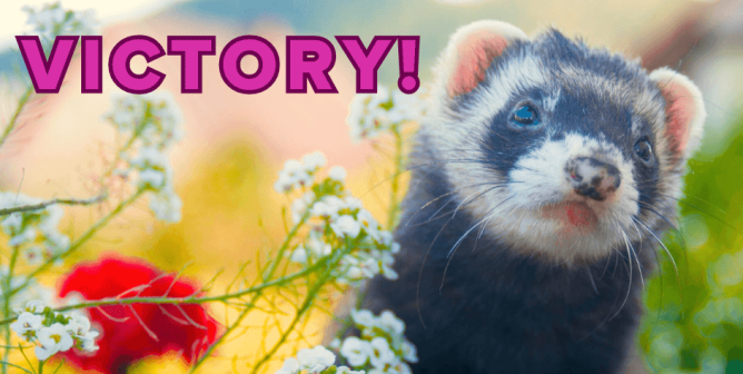 Army Ends Brain-Damage Test on Ferrets at Wayne State After PETA Outcry