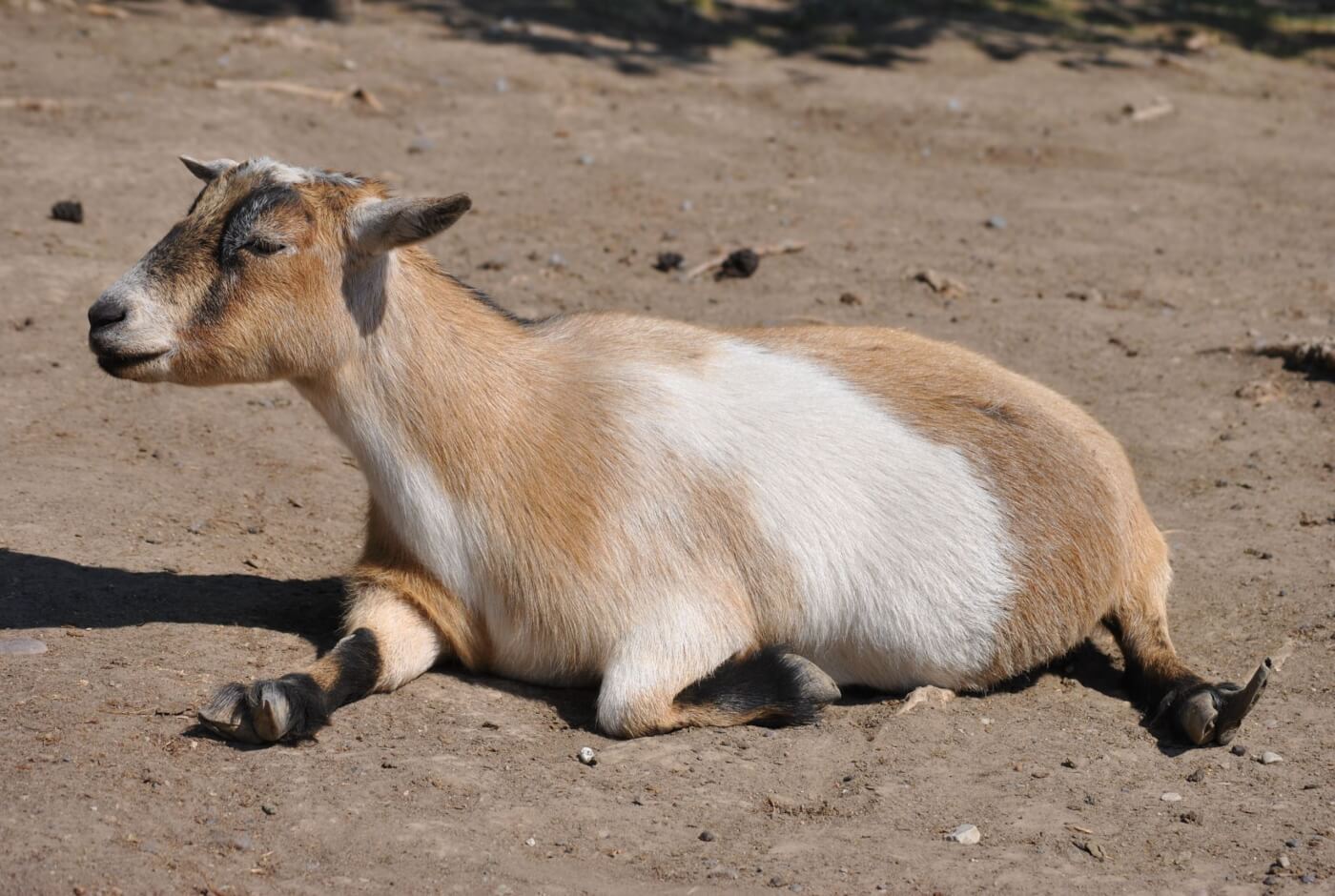 goat with overgrown hooves, lying down in a barren enclosure at a roadside zoo