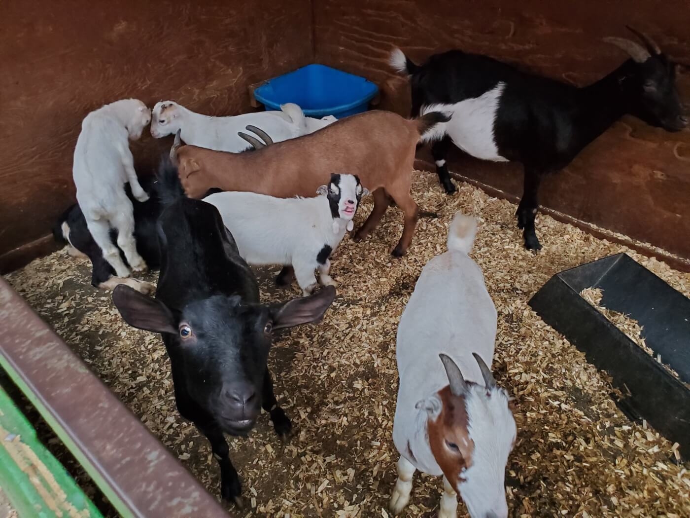 goats and a cow in a crowded pen at White Post Farms of Melville