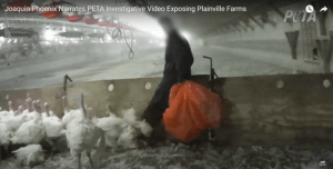 joaquin phoenix plainville farms investigation screenshot Joaquin Phoenix Pulls Back the Curtain on ‘Humane’ Turkey Supplier in New PETA Video