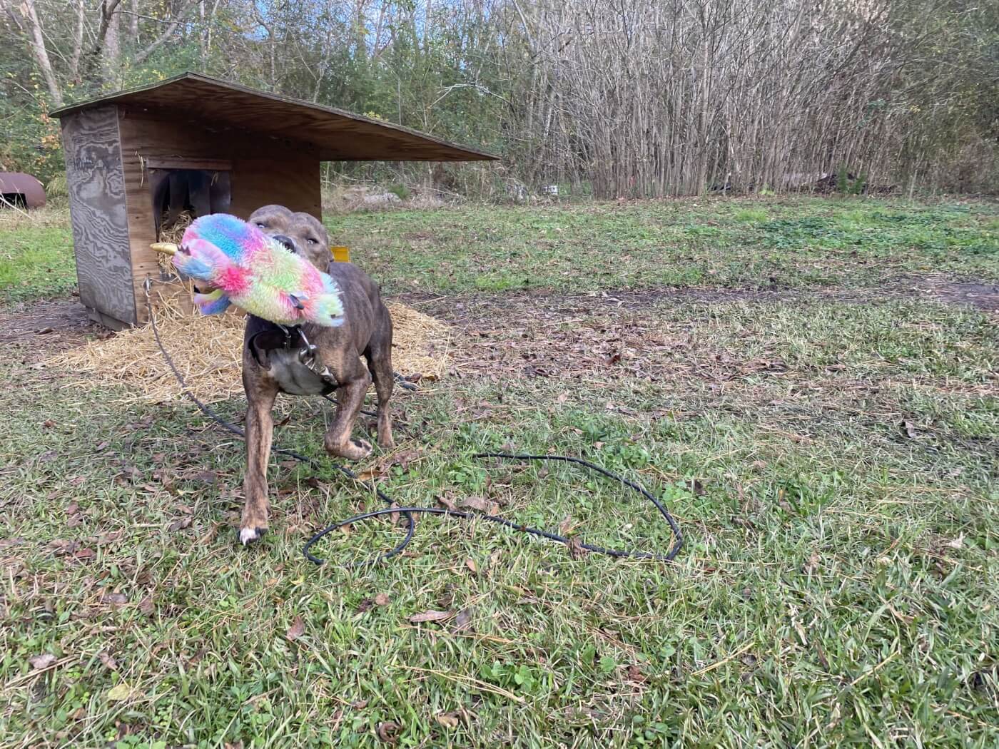 Happy brown dog with doghouse and toy