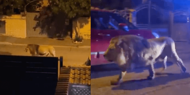 lion roaming the streets in Italy after escaping a circus