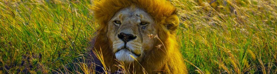 lion in Serengeti