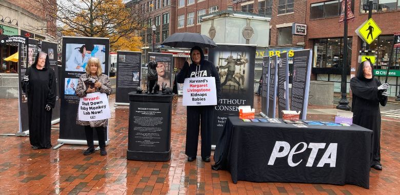 Harvard Sensory Deprivation Tests on Monkeys Prompt PETA Protest