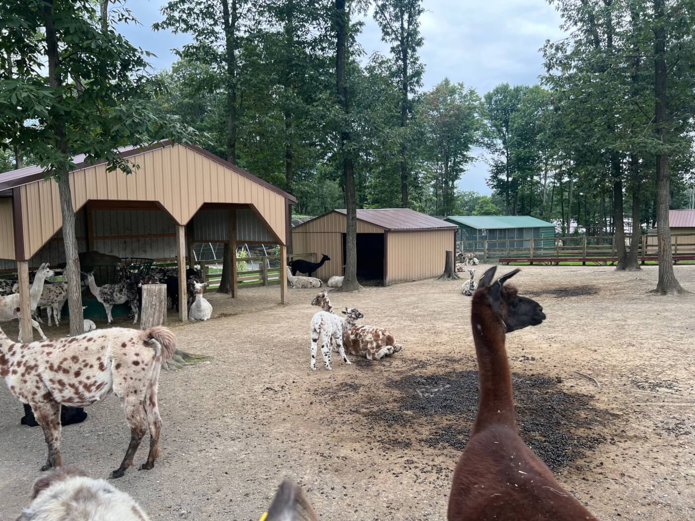 llamas next to a large feces pile in the middle of their barren enclosure at Hovatter