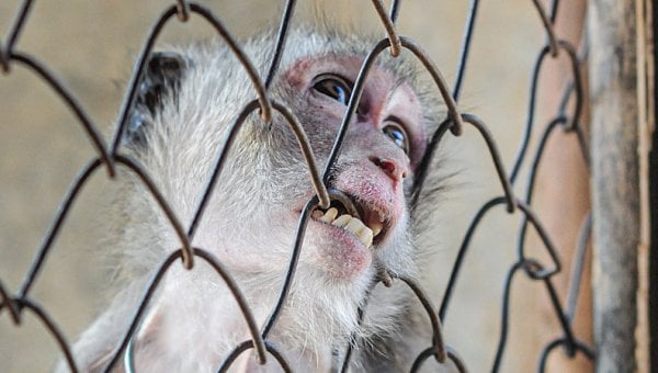 macaque biting cage