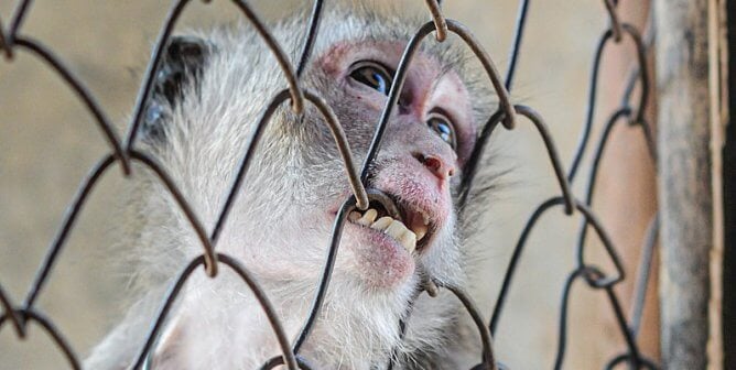 macaque biting cage