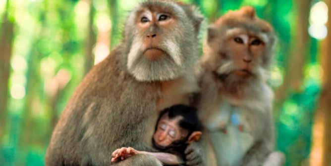 Texas County Votes Down Monkey Prison: Will the State, Feds Follow?