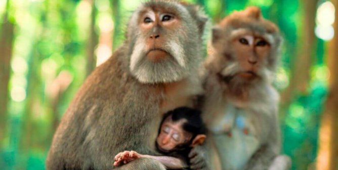 long tailed macaques with baby, green trees