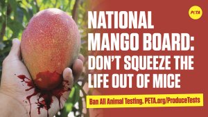 person holding bloody mango next to text asking National Mango board to stop tests on animals