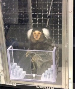 marmoset PETA Calls On Feds to Investigate UMass Laboratory