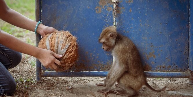 monkey being offered coconut