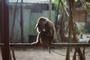 monkey on plank of wood chained