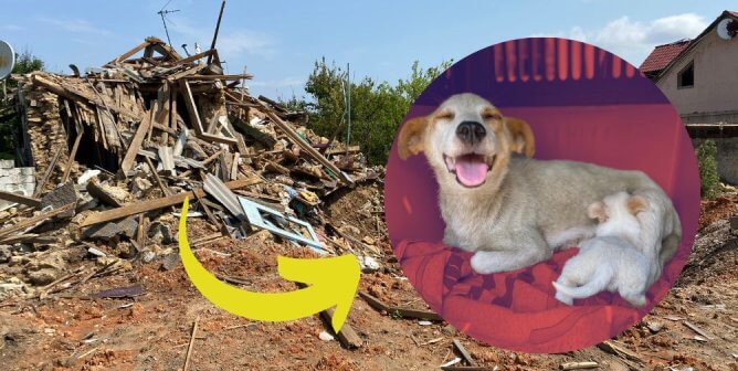 Watch Rescuers Brave the Bombs to Save 40 Cats and Dogs
