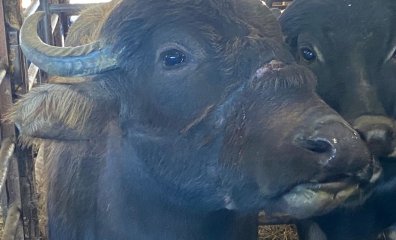 Notorious Mt. Hope Auction Makes This Town the WORST for Animals
